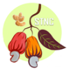 STNC CAJOU