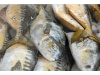 Poisson Arai