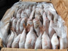 Poisson Daurade