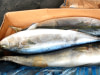 Poisson Maquereau