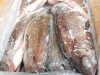 Poisson Merou