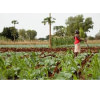 Agriculture
