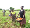 Agriculture