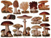 Mycologie