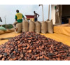 L’exportation de fèves de cacao