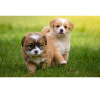Vente de chiens de race