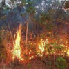 Incendie plantation