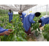 Conception, réalisation et suivi des projets agricoles