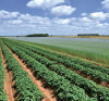 Expertises foncières agricoles et forestières