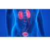 Urologie
