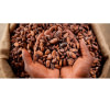 cacao