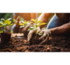 Plantation des arbres