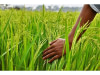 Achat de produits Agricoles