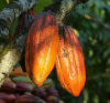 Cacao