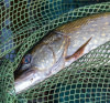 Filets de pêche de première qualité