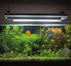 Aquariums