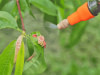 Traitement phytosanitaire