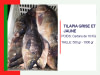 TILAPIA GRISE ET JAUNE