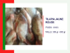 TILAPIA JAUNE ROUGE