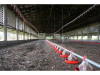 Mise en place d’infrastructures avicoles