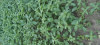AGRI CEFORPA LIGHT
