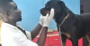 DOCTOR VETTREAT ANIMAL PET CLINIC ABUJA