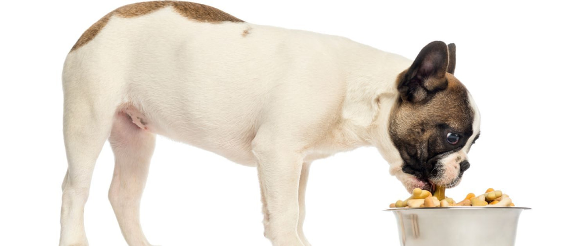 croquettes pour chiens à Abidjan