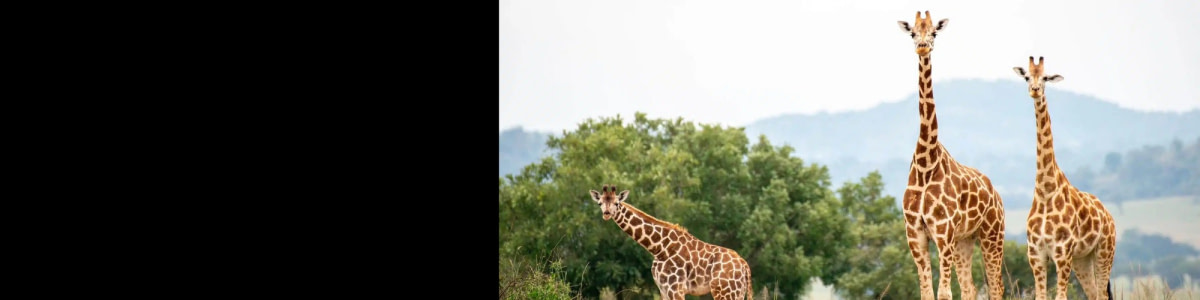 banner picture
