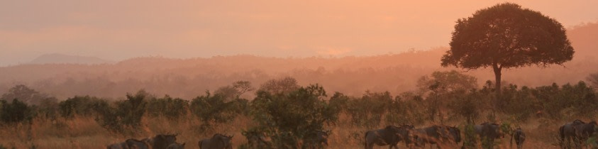 banner picture
