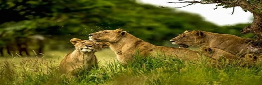banner picture