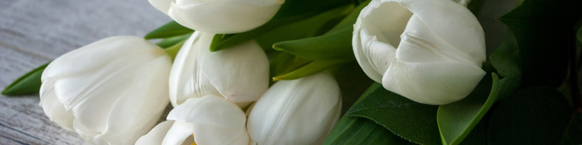 banner picture