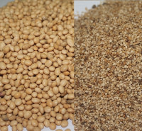 Production des produits oléagineux
