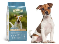 Divinus mini adult 4KG