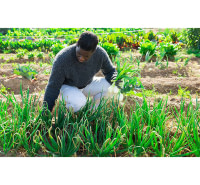 Production des produits agricoles