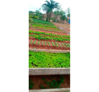 Production des semences et des plants