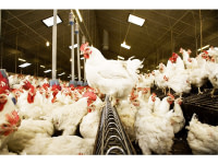 BTS: Agriculture Tropicale (Option Production Animale/Végétale)