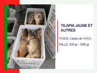 TILAPIA JAUNE ET AUTRES