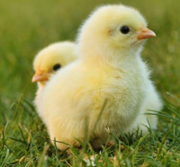 Poussin d’un jour