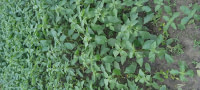 AGRI CEFORPA LIGHT