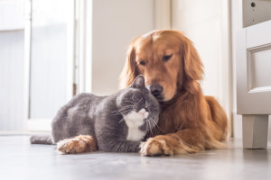 Animaux