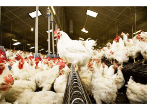 BTS: Agriculture Tropicale (Option Production Animale/Végétale)