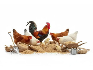 Vente d’aliments pour volaille