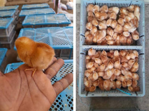 Vente de poussins (pondeuses)