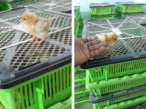 Vente de poussins (poulets de chair)