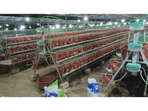 Cages modernes en batterie