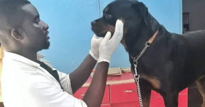 DOCTOR VETTREAT ANIMAL PET CLINIC ABUJA