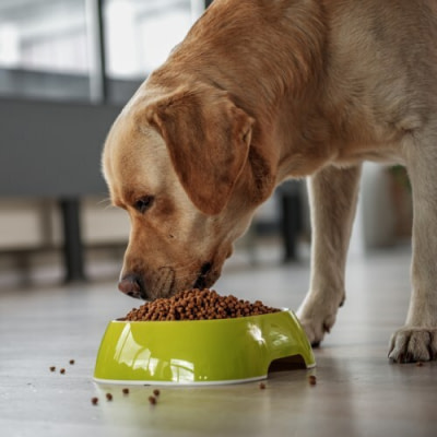 alimentation animale