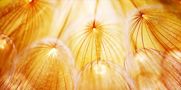 banner picture