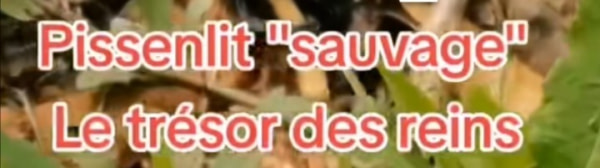 banner picture