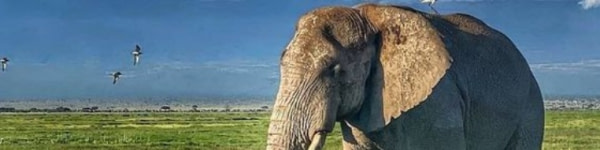 banner picture